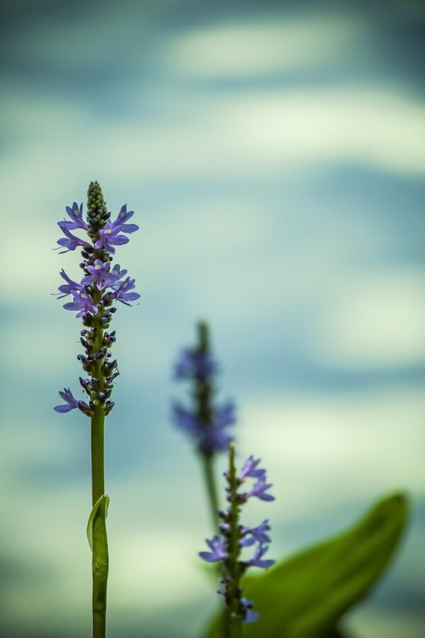 Tranquil Aromatherapy Spray Mist - Image 2